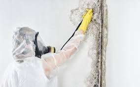 Best Mold Odor Removal Services in Wolcott, IN